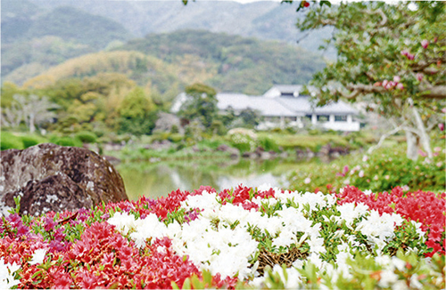 艶やかな花が咲き誇る「南楽園 つつじまつり」