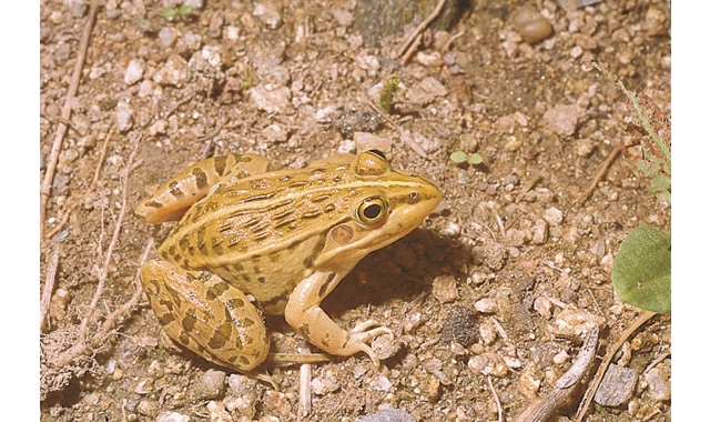 トノサマガエル画像