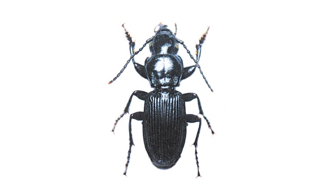 イシヅチナガゴミムシ画像
