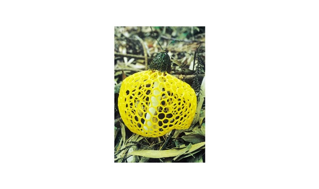ウスキキヌガサタケ画像