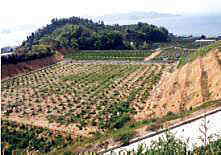 中島吉木の樹園地整備