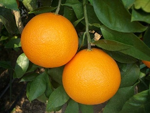 みかんの画像1