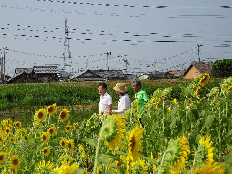 8月4日（日曜日）えひめさんさん物語チャレンジプログラム「さんさんサンフラワー物語」（西条市）の画像