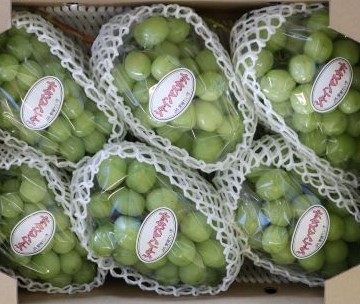 等級に分けられ出荷!