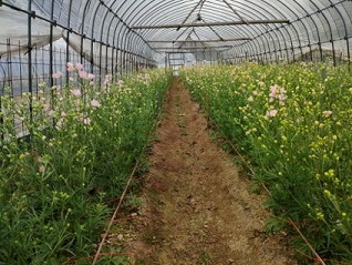 収穫前のさくらひめ