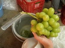 フレッシュホルダーを装着したシャインマスカット