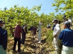 柿の摘蕾講習会