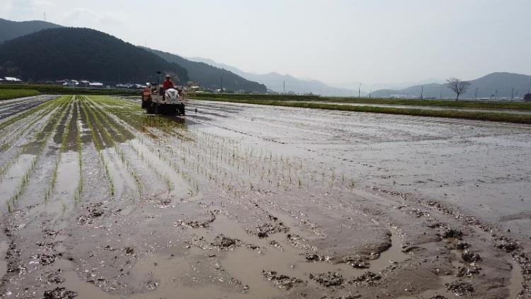 実証ほでの田植え
