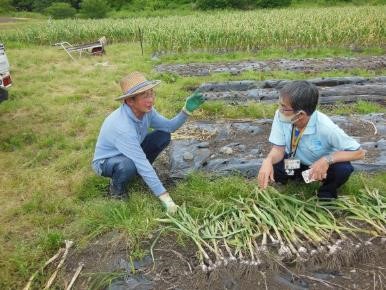 にんにく試し掘り
