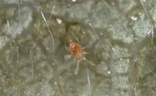 いちごチリカブリダニ
