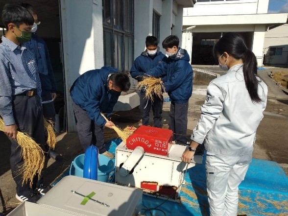 脱穀を体験する農高生