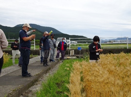 麦の成熟期確認