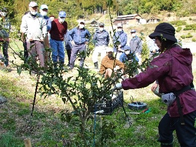 幼木の整枝について実演