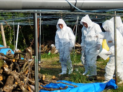 5月10日（土曜日）キウイフルーツかいよう病発生園地視察（西条市）の画像