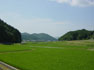 田んぼの様子の画像