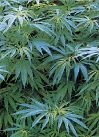 大麻草(あさ)の画像