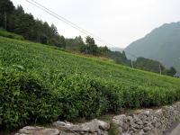 茶畑