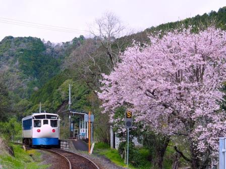 ホビートレインと桜