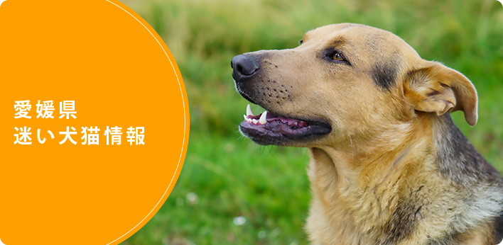 愛媛県迷い犬猫情報