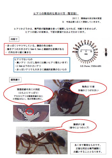 ヒアリの簡易的な見分け方(暫定版)