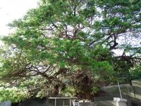 伊方町_あこう樹