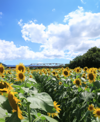 大洲市 畑の前河川敷広場