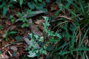 葉を食べられたウスバアザミ