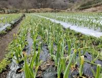 にんにくの生育状況