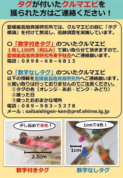 クルマエビ標識放流チラシ