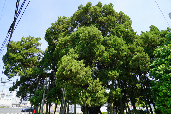 下柏の大柏(イブキ)の画像1