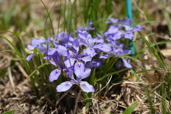 エヒメアヤメ自生南限地帯の画像1
