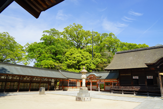 大山祇神社のクスノキ群の画像1