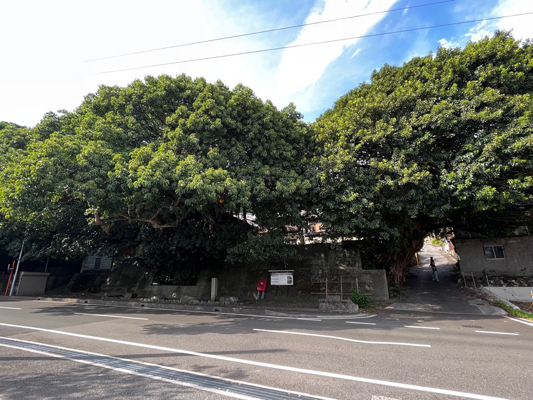 三崎のアコウの画像1