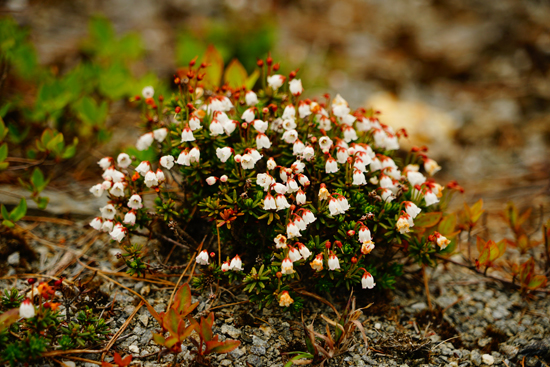 銅山峰のツガザクラ群落の画像1