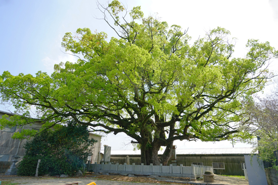 大クスノキの画像1
