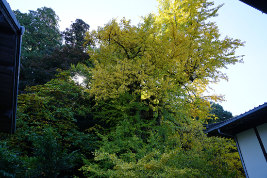 瑞応寺のイチョウの画像2