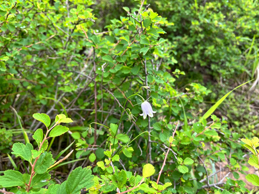 赤石山の高山植物の画像1