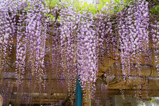 フジ(西条市上喜多川)の画像1