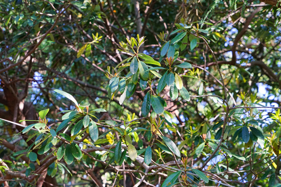 八幡神社社叢の画像3