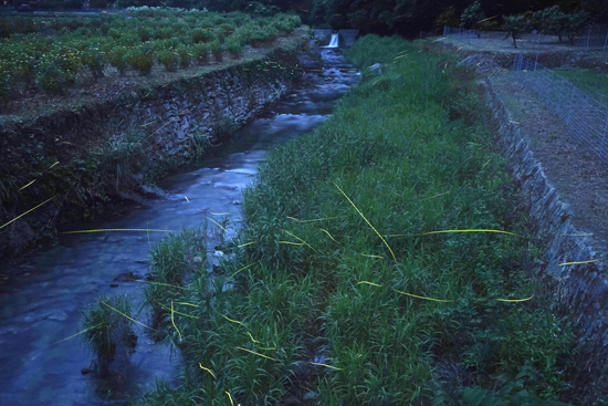 矢落川のゲンジボタル発生地の画像1