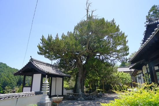 西禅寺のビャクシンの画像1