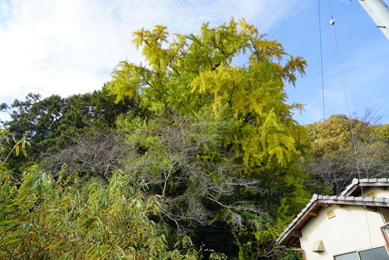 金竜寺のイチョウの画像1