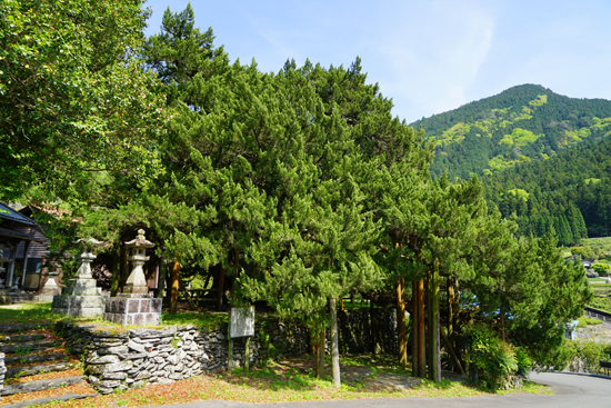 イブキ（四国中央市富郷町）の画像1