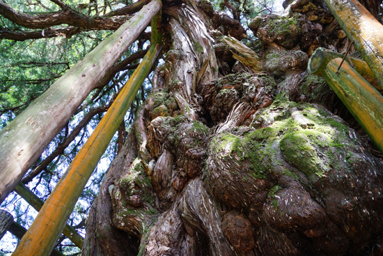 イブキ（四国中央市富郷町）の画像2
