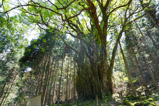 カツラ（四国中央市富郷町）の画像1
