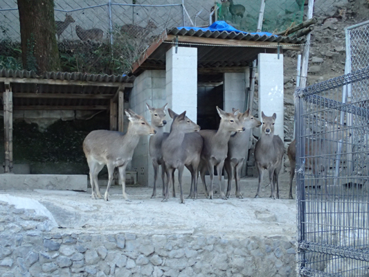 鹿島のシカの画像