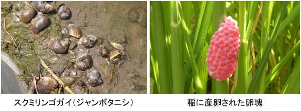 スクミリンゴガイ(HP用)