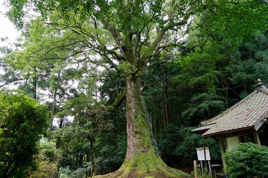 大川のクスノキの画像1