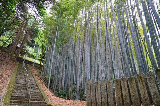 モウソウチク林の画像