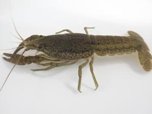 ミステリークレイフィッシュ